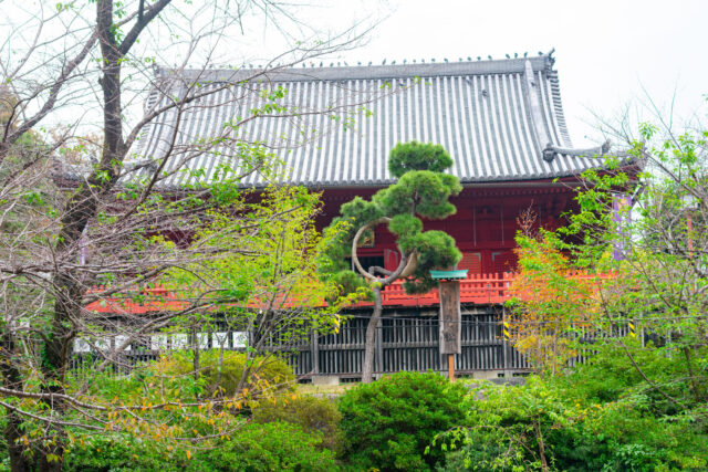 A sacred camphor tree in front of Kiyomizu Kannon‑do at Ueno Park, its twisted branches adorned by visitors’ tied omikuji and ema wishes—paper fortunes and wooden plaques that are believed to carry prayers or bad luck away via the tree, a living symbol of hopes and spiritual release in Japanese temple tradition
