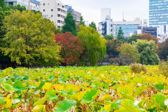 Wide view of Shinobazu Pond’s lotus field with green and yellow leaves in autumn, surrounded by colorful trees and city buildings in the background.