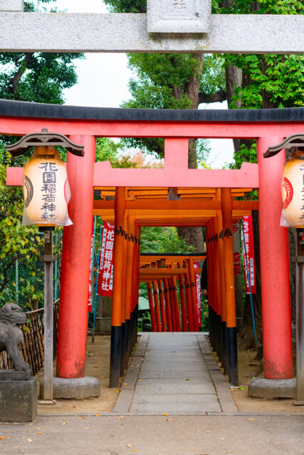 Pathway lined with bright red torii gates at Hanazono Inari Shrine in Shinjuku Tokyo, with stone lanterns and lush greenery.