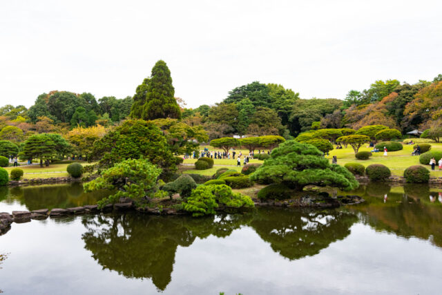 Scenic Japanese garden pond at Shinjuku Gyoen National Garden in Tokyo with manicured pine trees, autumn foliage, and reflections in the water.